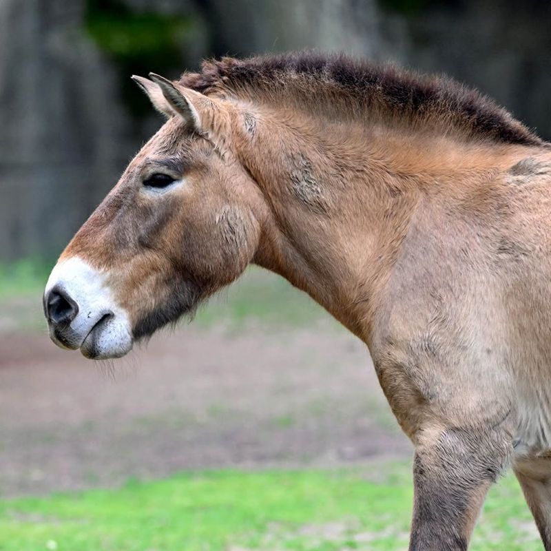 Mongolian Wild Horse (Przewalski's Horse)