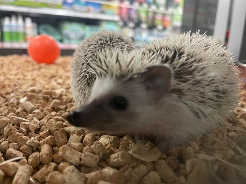 Hedgehog