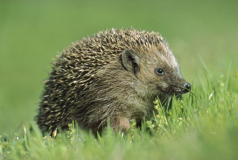 Hedgehog