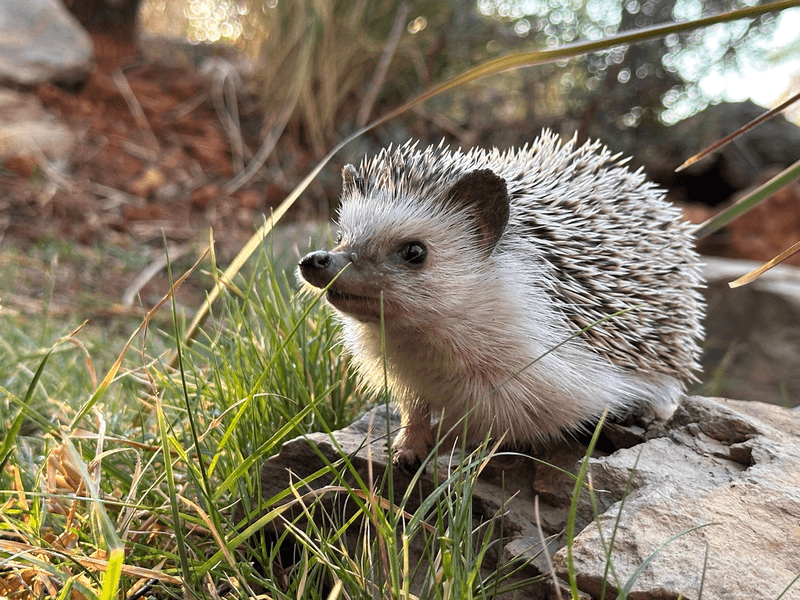 Hedgehog