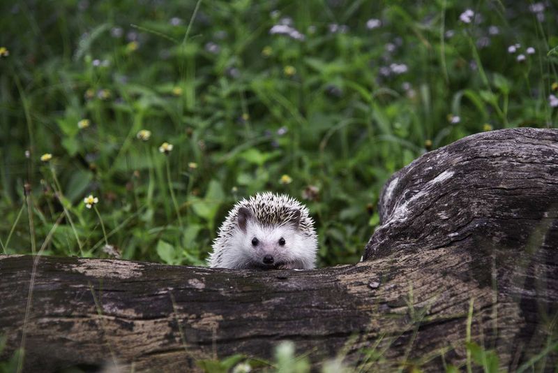 Hedgehogs – Venom-Resistant Warriors