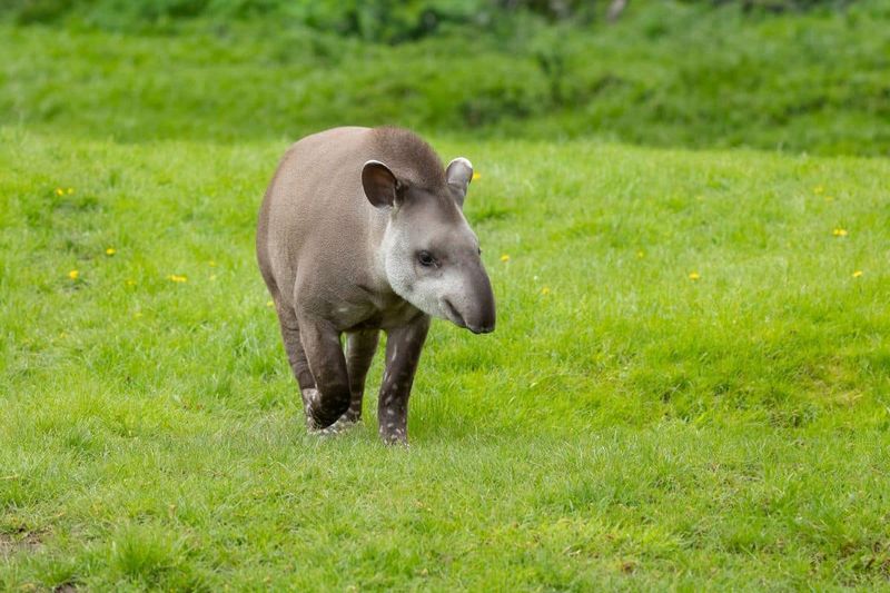 Herbivorous Diet