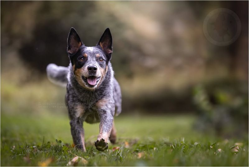 Herding Instincts