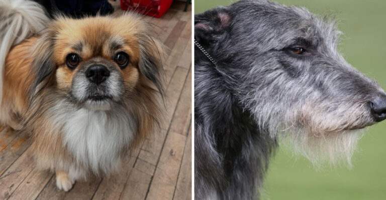 Here Are The 13 Newest Dog Breeds Taking Over The World In 2025