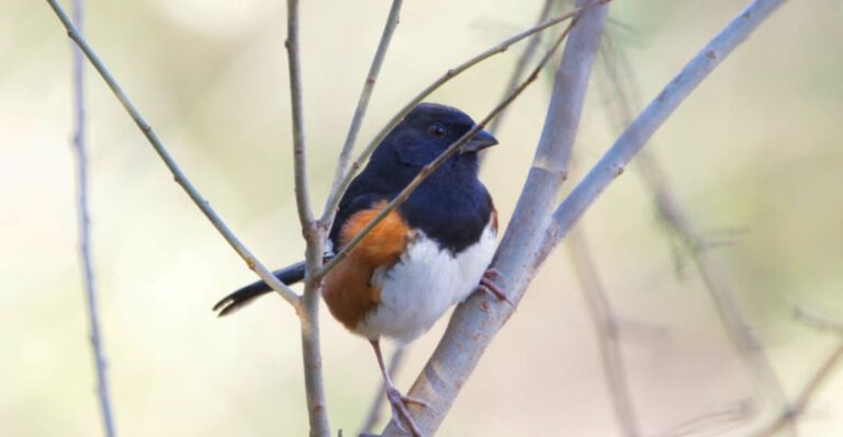 Here’s How To Identify An Eastern Towhee