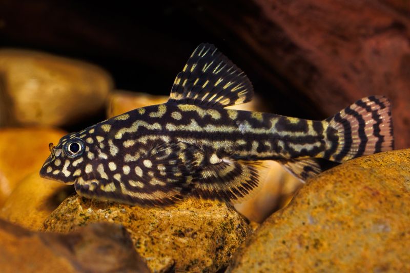 Hillstream Loach