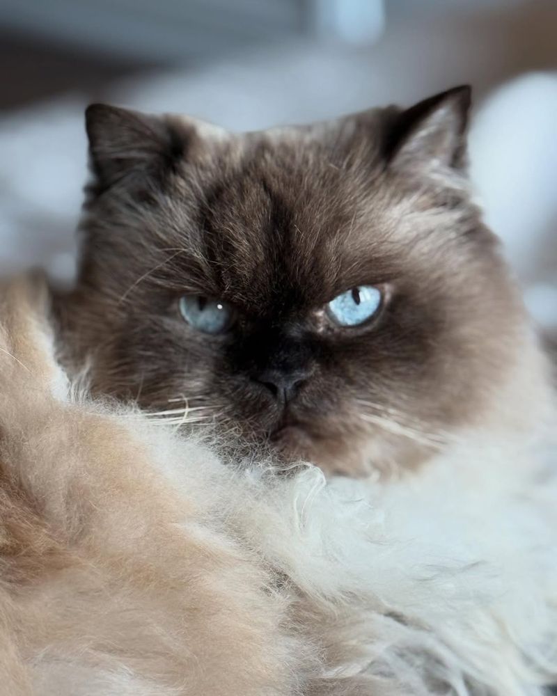 Himalayan Cat