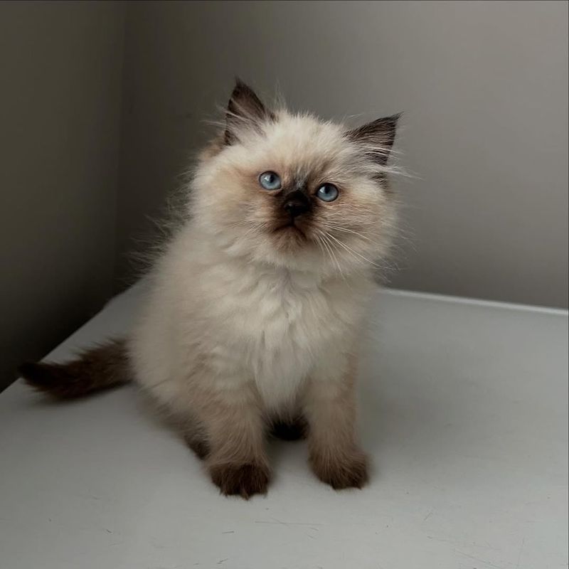 Himalayan Kitten