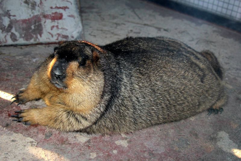 Himalayan Marmot