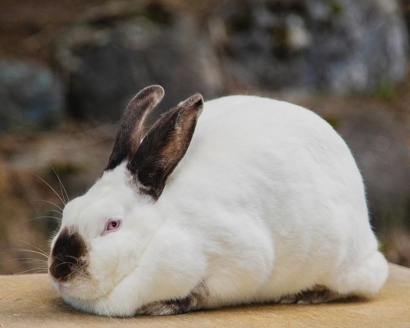 Himalayan Rabbit