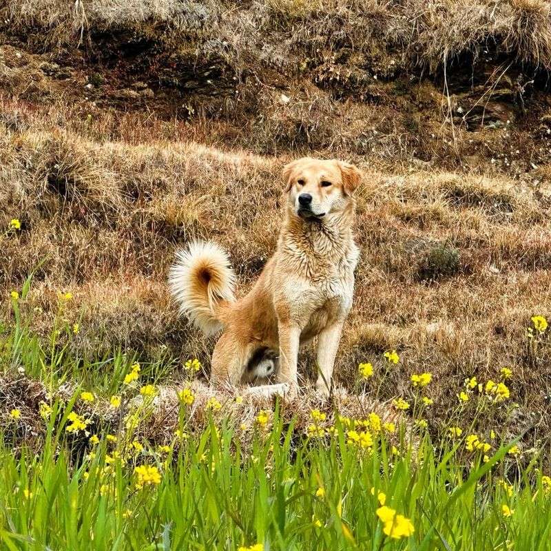 Himalayan Sheepdog