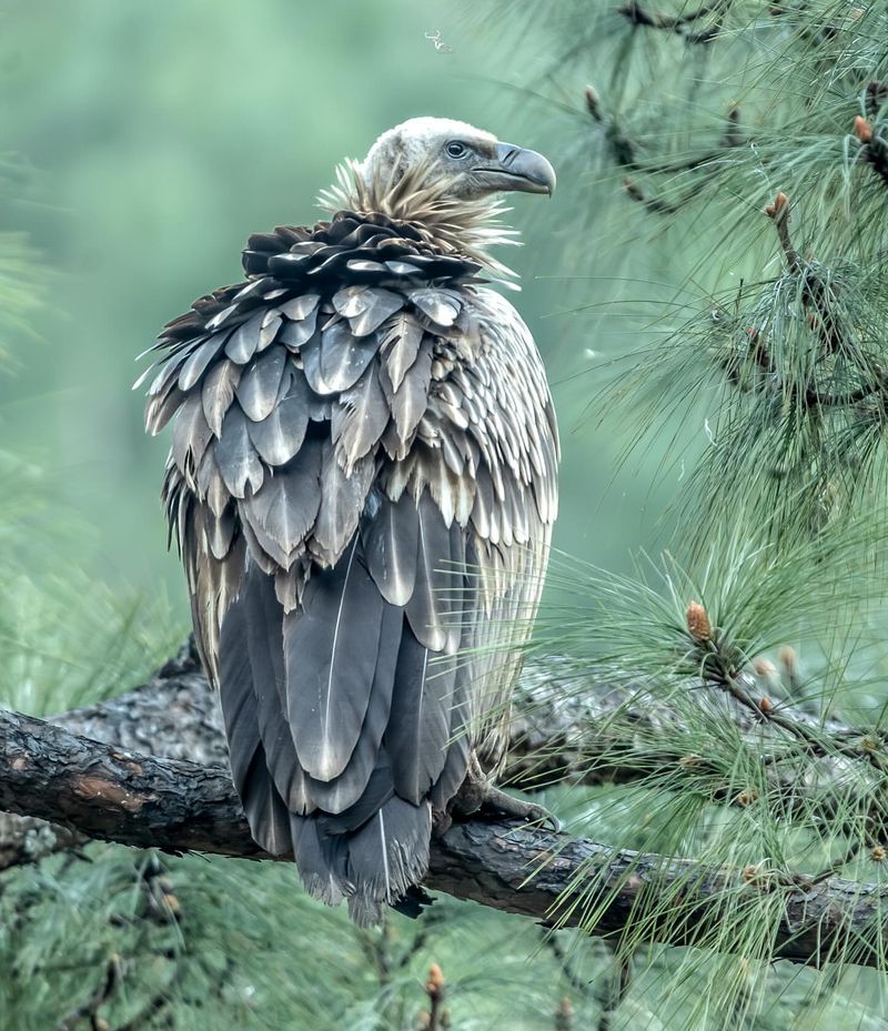 Himalayan Vulture