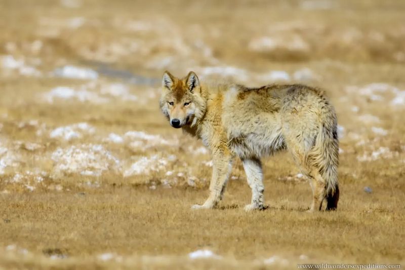 Himalayan Wolf