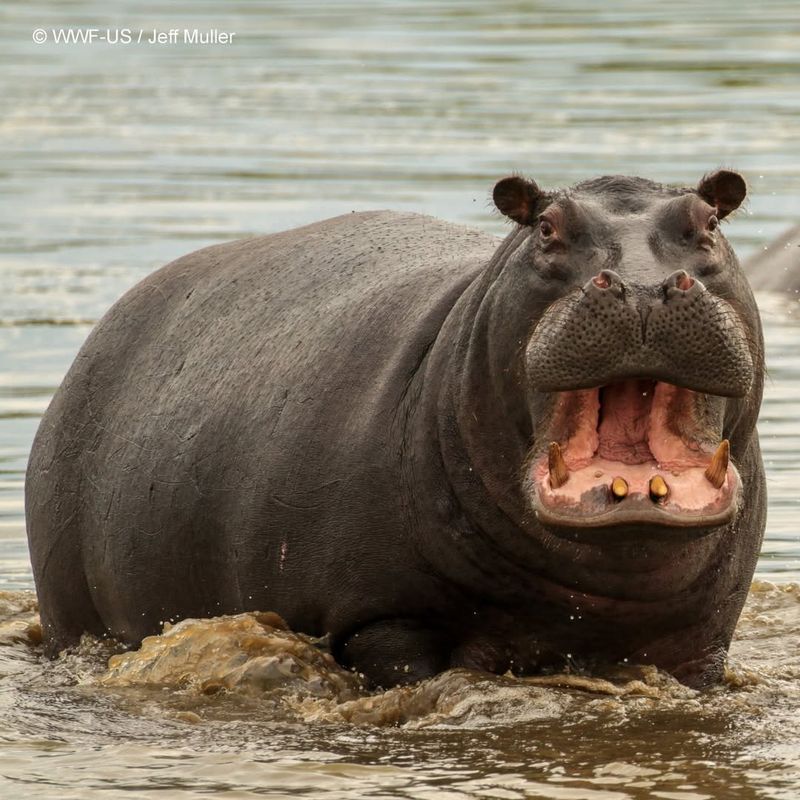 Hippopotamus