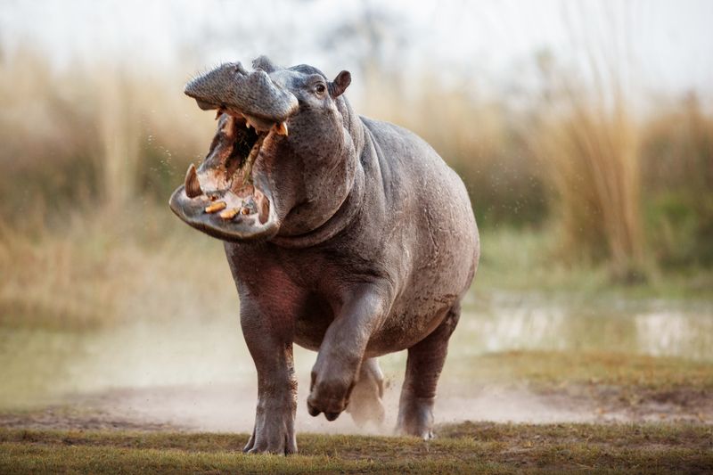 Hippopotamus