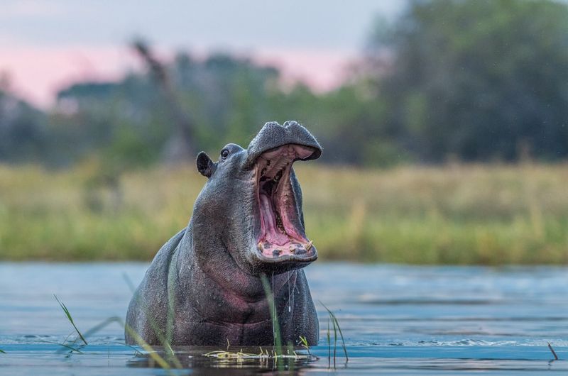 Hippopotamus