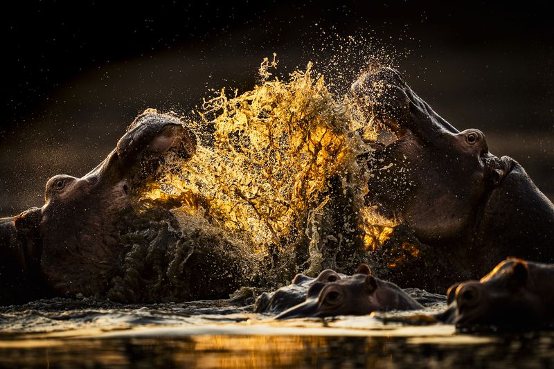 Hippos Fight in Golden Light