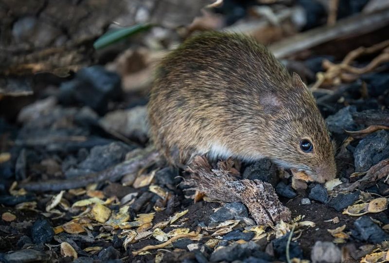 Hispid Cotton Rat