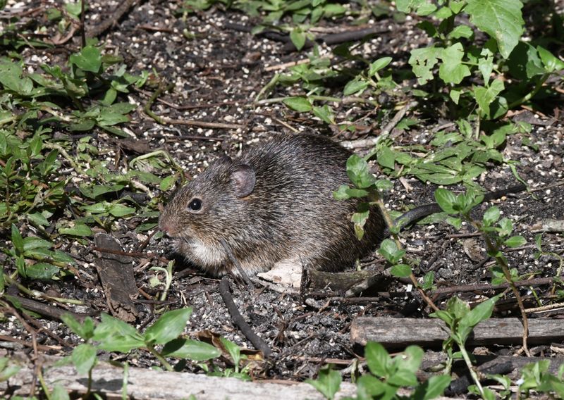 Hispid Cotton Rat