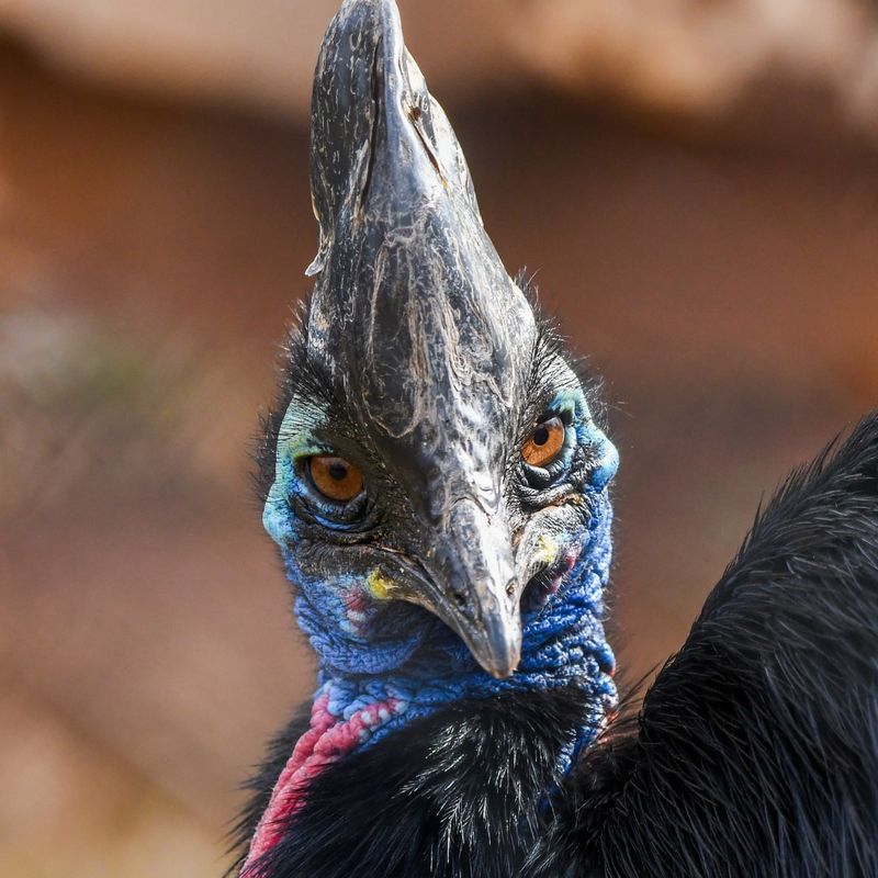 Historical Encounters: Notable Cassowary Attacks on Humans