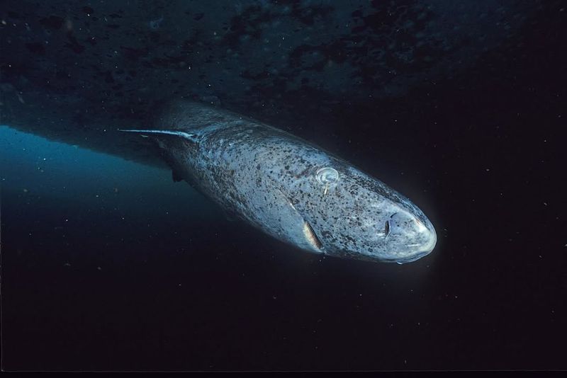 The Future of Greenland Sharks