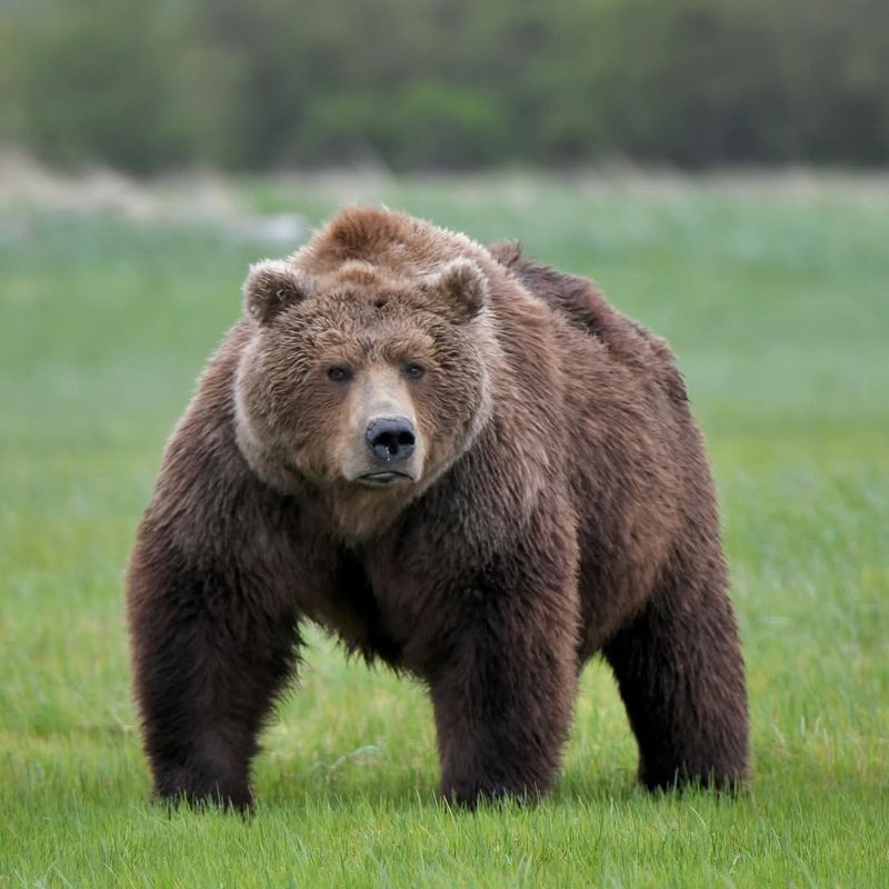 Historical Significance of Bears