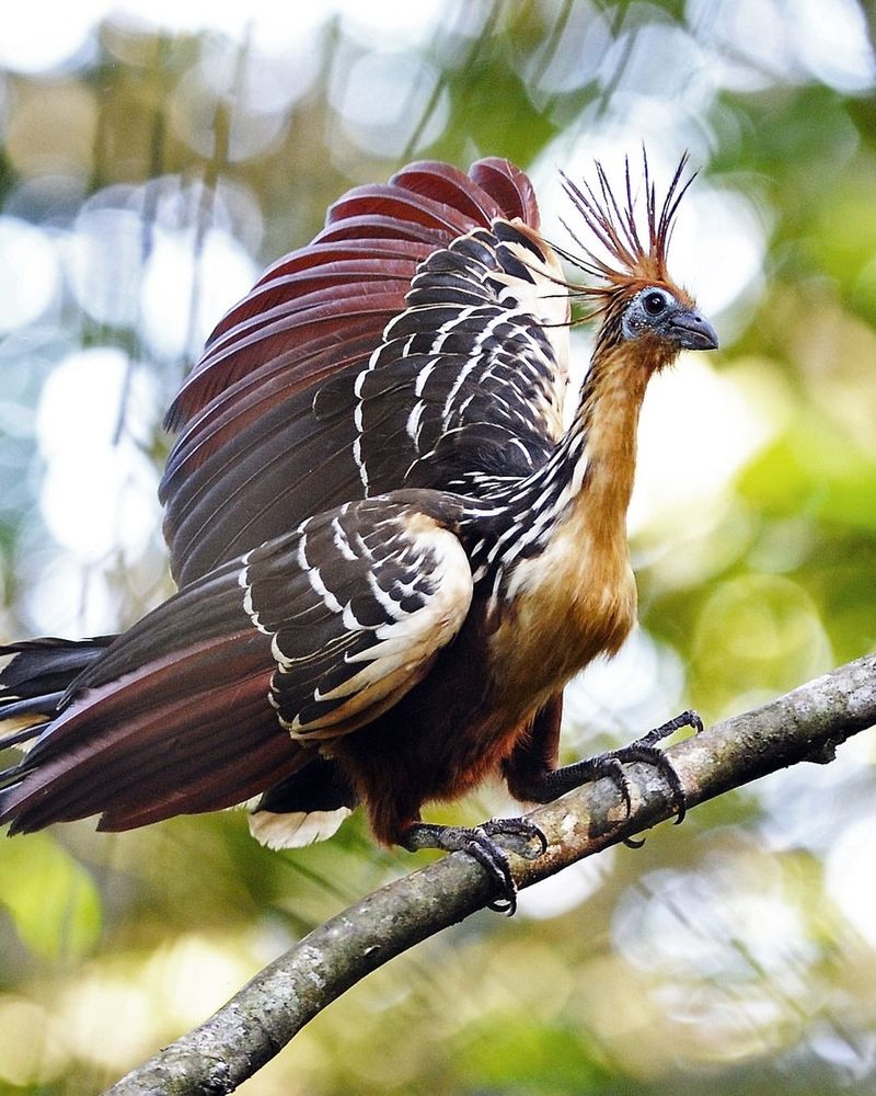 Hoatzin