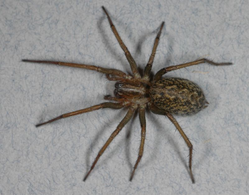 Hobo Spider in Oregon