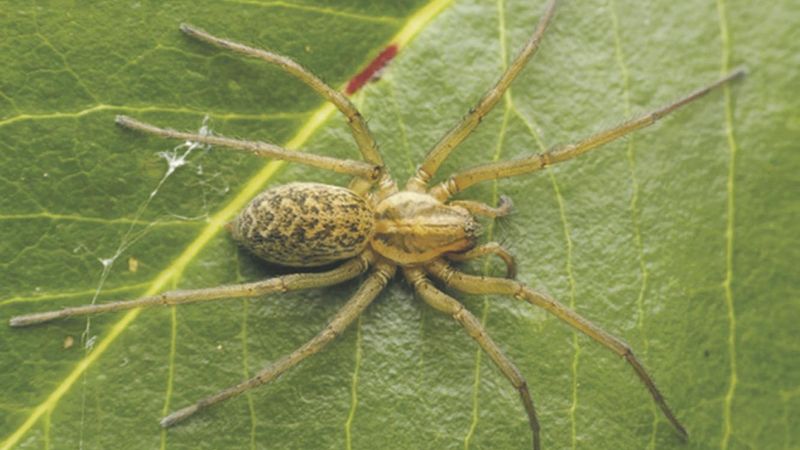 Hobo Spider in Vermont