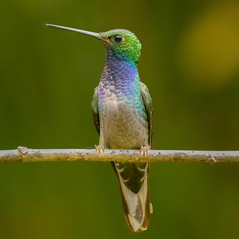 Honduran Emerald