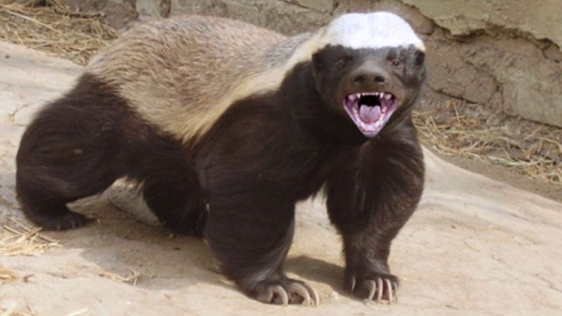 Honey Badger