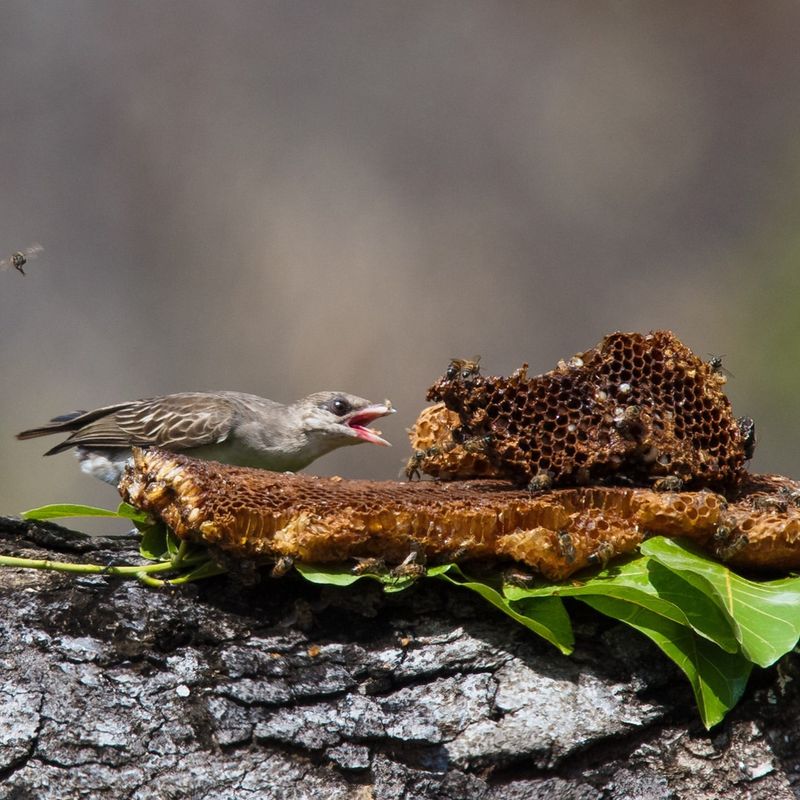 Honey Badgers and Honeyguide Birds