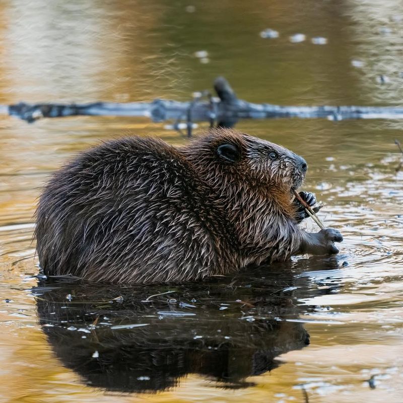 Beavers