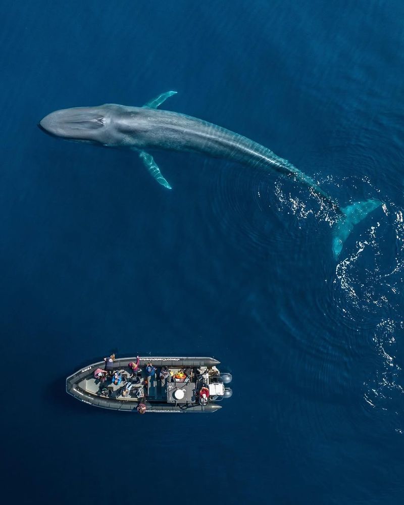 Blue Whale – Size