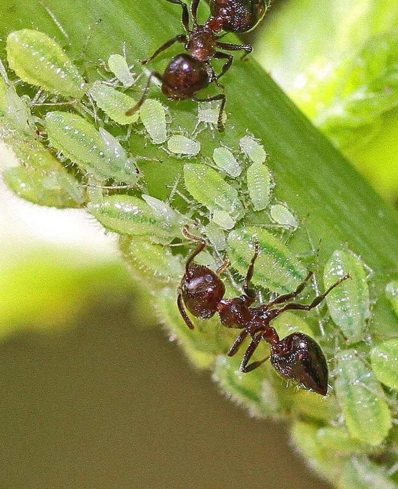 Ants And Aphids