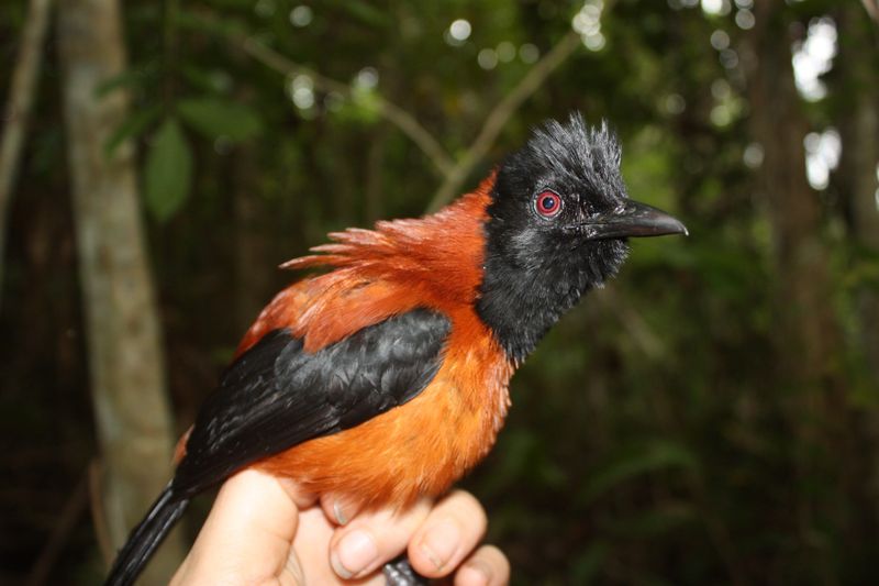 Hooded Pitohui