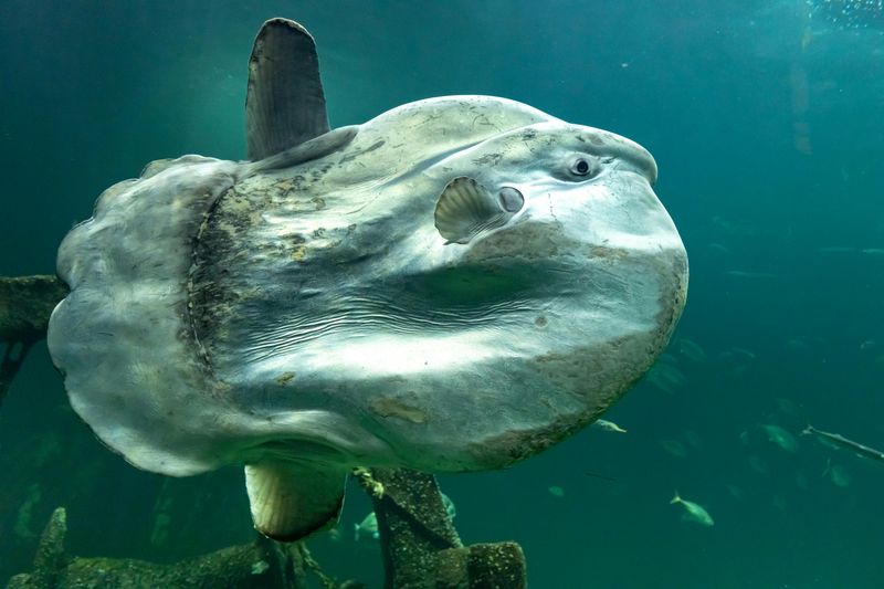 Hoodwinker Sunfish