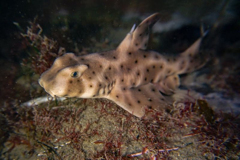 Horn Shark