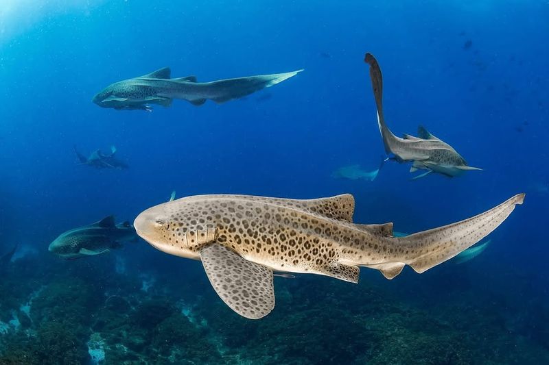 Leopard Shark