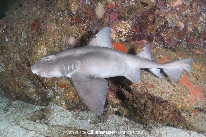 Horn Shark