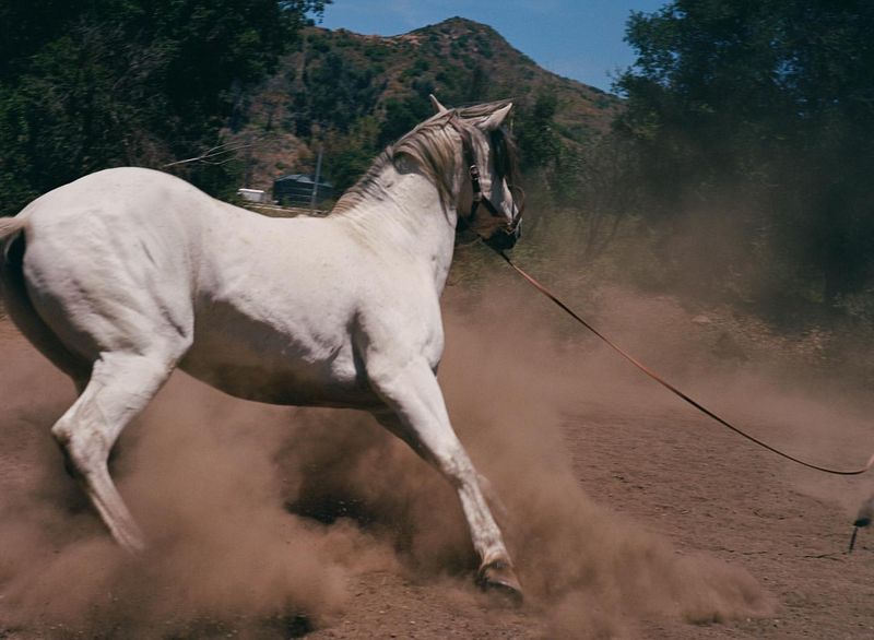 Horse Agility Training