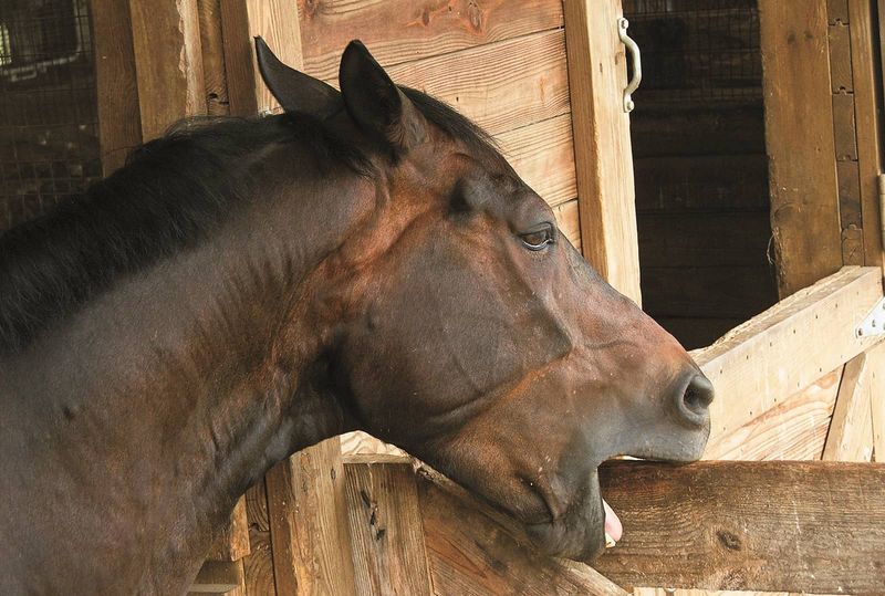 Horse Weaving