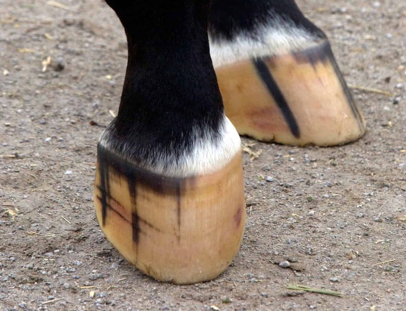 Horse hooves are completely solid