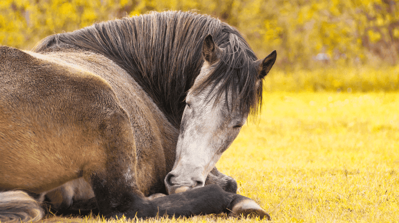 Horses Can Sleep Both Standing and Lying Down