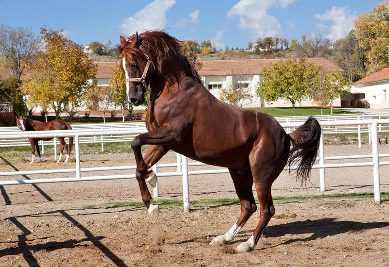 Horses Communicate Through Body Language