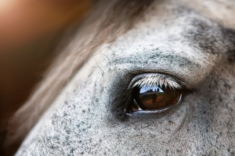 Horses Have Nearly 360-Degree Vision