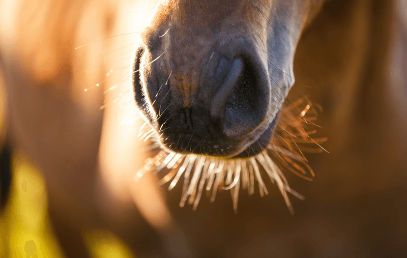 Horses Have a Highly Developed Sense of Smell