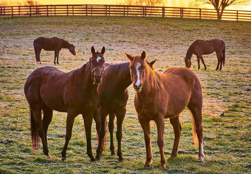 Horses are Highly Social Animals