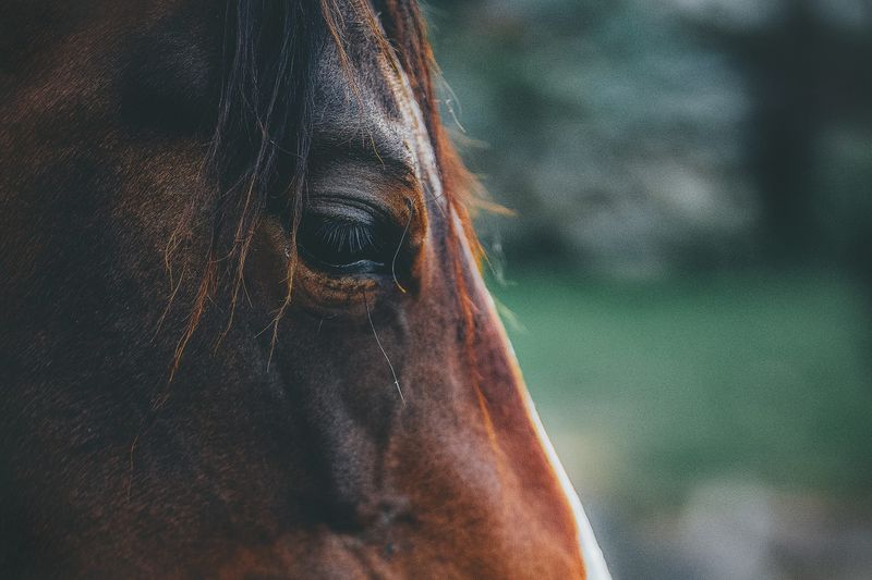 Horses are colorblind