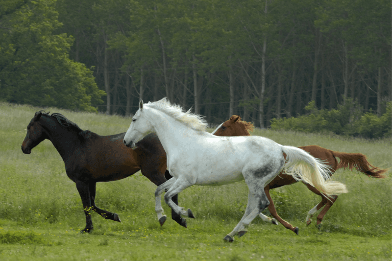 Horses are like big dogs